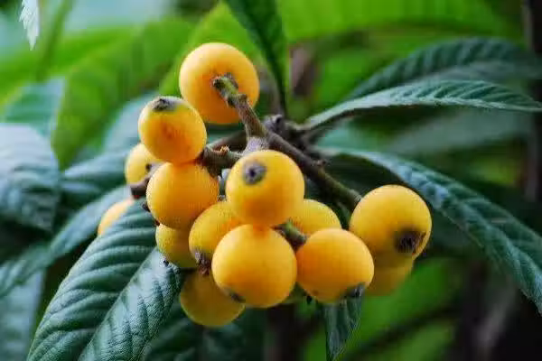 /www/bananadaily.net/web/images/image/2029/20293003.avif