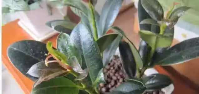 /www/bananadaily.net/web/images/image/2029/20298433.avif