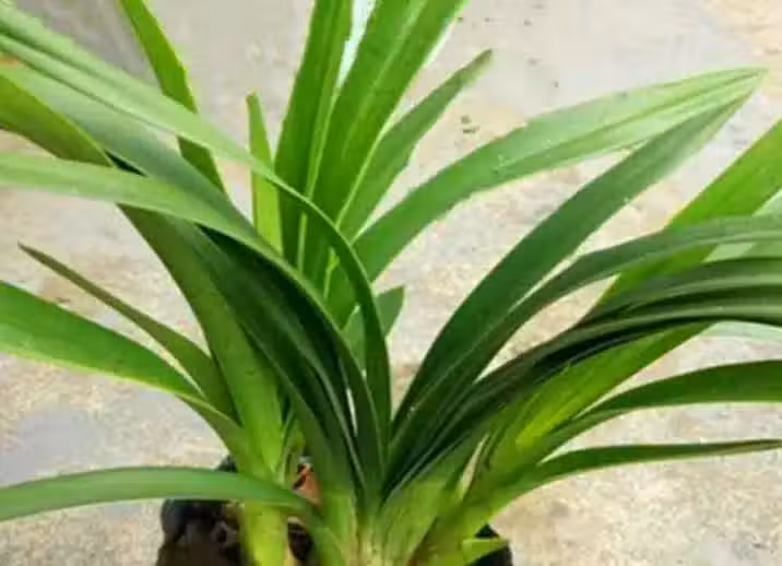 /www/bananadaily.net/web/images/image/2029/20298436.avif