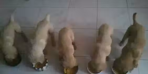 /www/bananadaily.net/web/images/image/2097/20972615.avif