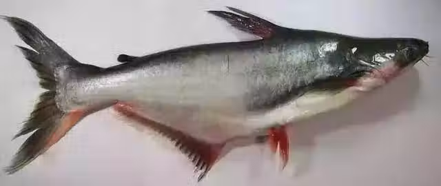 /www/bananadaily.net/web/images/image/2097/20973402.avif