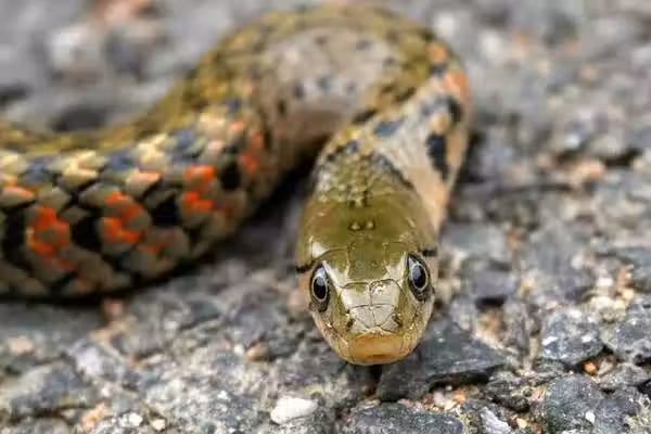 /www/bananadaily.net/web/images/image/2098/20984877.avif