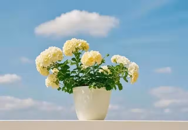 /www/bananadaily.net/web/images/image/2264/22648292.avif