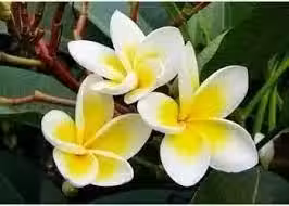 /www/bananadaily.net/web/images/image/2265/22657288.avif