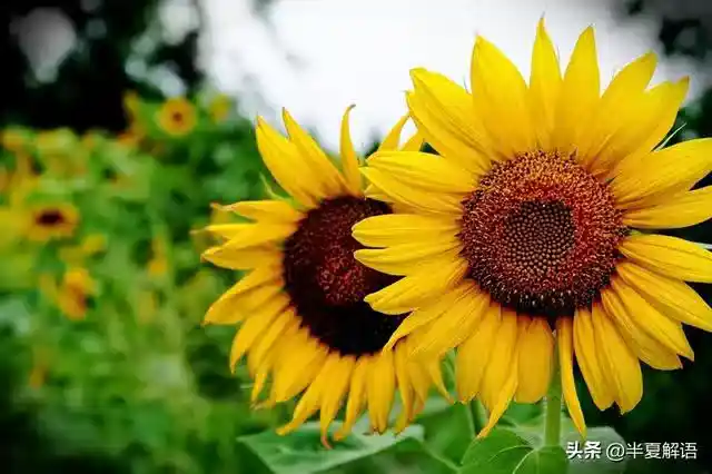 /www/bananadaily.net/web/images/image/2275/22752825.avif