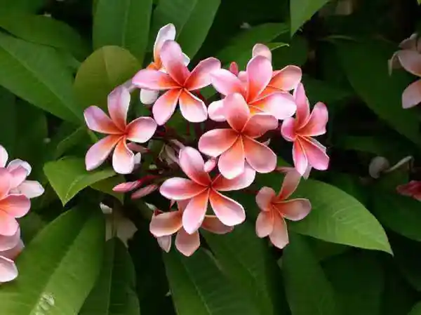 /www/bananadaily.net/web/images/image/2275/22753315.avif